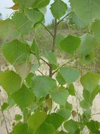 Image of plains cottonwood