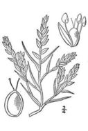 Image of Corispermum americanum var. rydbergii S. L. Mosyakin