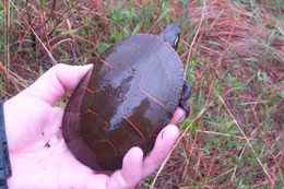 Image of Chrysemys picta marginata Agassiz 1857