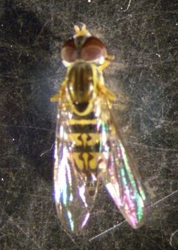 Image of Eastern Calligrapher Fly