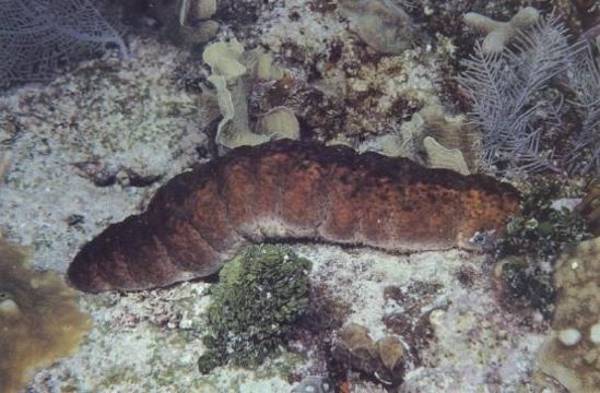 Holothuria (Halodeima) mexicana Ludwig 1875 resmi