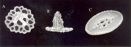 Image of Holothuria (Platyperona) rowei Pawson & Gust 1981