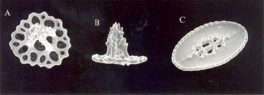 Sivun Holothuria (Platyperona) rowei Pawson & Gust 1981 kuva