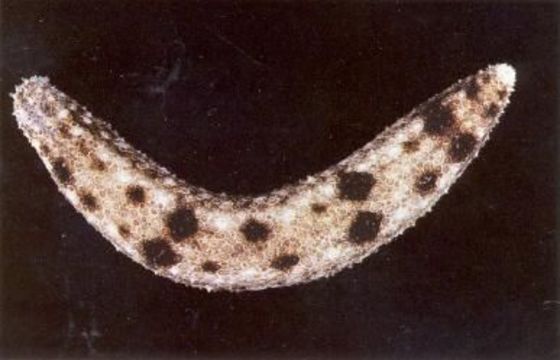 Image of Holothuria subgen. Theelothuria Deichmann 1958