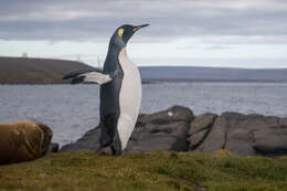 Image of King Penguin