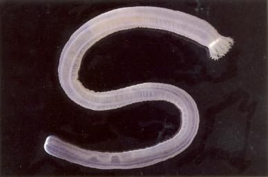 Image of slender footless sea cucumber