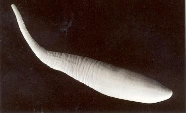 Imagem de Paracaudina chilensis obesacauda (H. L. Clark 1908)