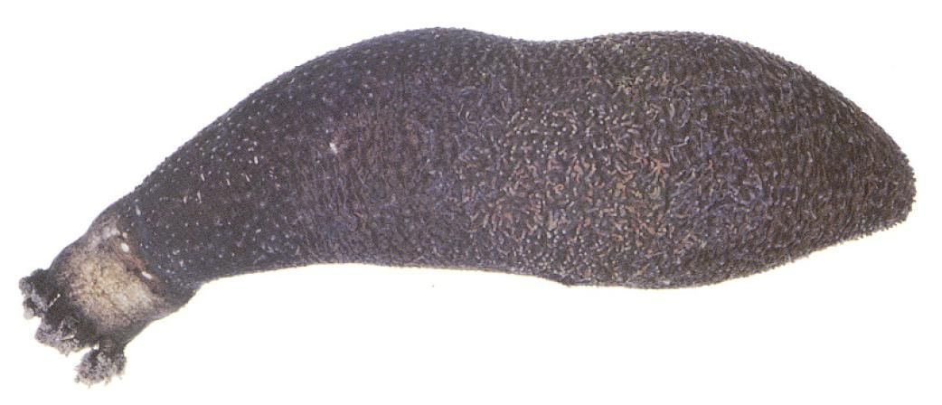 Image of Sclerodactyla Ayres 1851