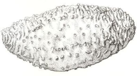 Image of Thyone pseudofusus Deichmann 1930