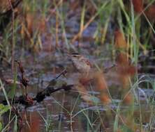 Image of Sedge Warbler