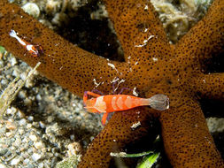 Image of anemone shrimps