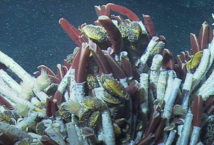 tube worms