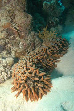 Image of Prickly Redfish