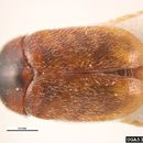Image of Khapra beetle