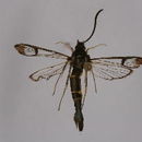 Image of Rhododendron Borer Moth