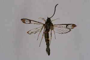 Image of Rhododendron Borer Moth