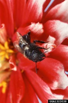 Image of Blue Orchard Bee