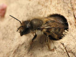 Image of Hornfaced bee