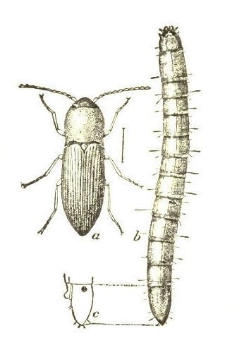 Image of Agriotes mancus (Say)