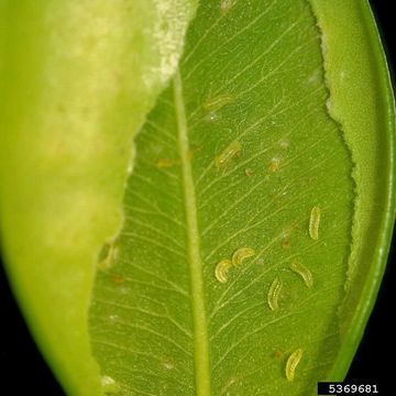 Image of Boxwood leafminer