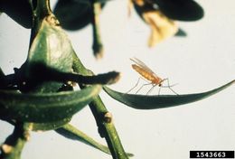 Image of Boxwood leafminer