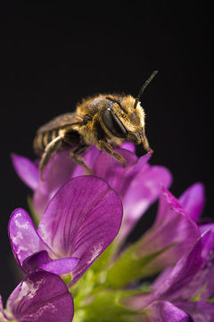 Image of Alfalfa Leafcutter Bee