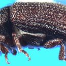 Image of Clover Root Borer