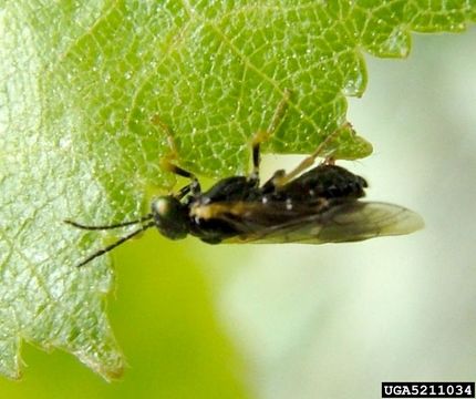 Image of Birch leafminer