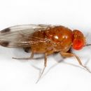 Image of Cherry drosophila