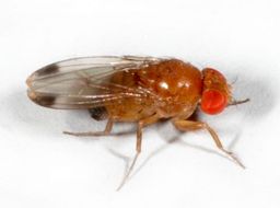 Sivun Drosophila kuva
