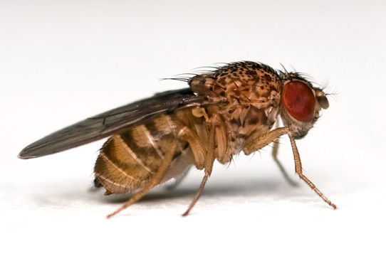 Image of Pomace fly