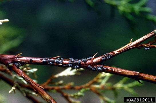 Image of cupressus aphid