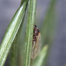 Image of Cooley Spruce Gall Adelgid