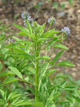 Image of fenugreek