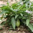 Слика од Solanum muricatum Ait.