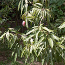 Imagem de Psidium guineense Sw.