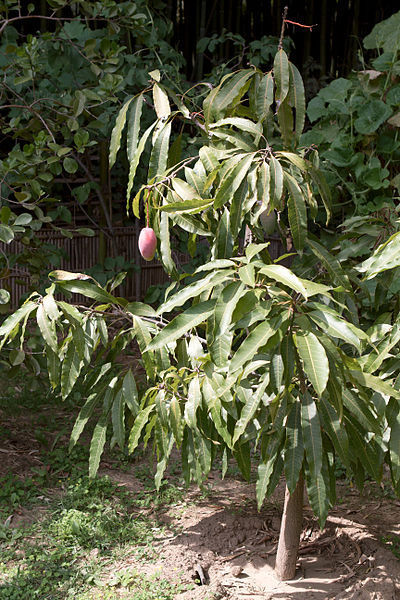 Image of guava