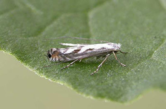 Image of Lyonetia