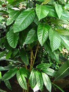 Image of Indian long pepper