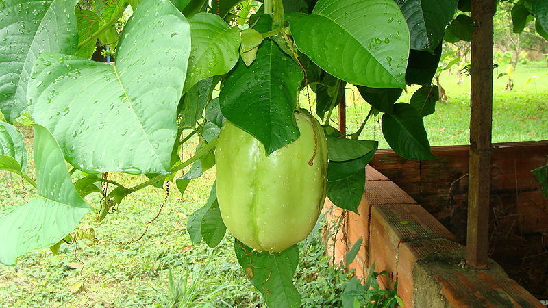 Imagem de Passiflora platyloba Killip