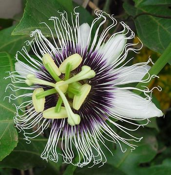 Image of Passiflora edulis flavicarpa Deg.