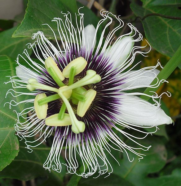 Image of Passiflora edulis flavicarpa Deg.