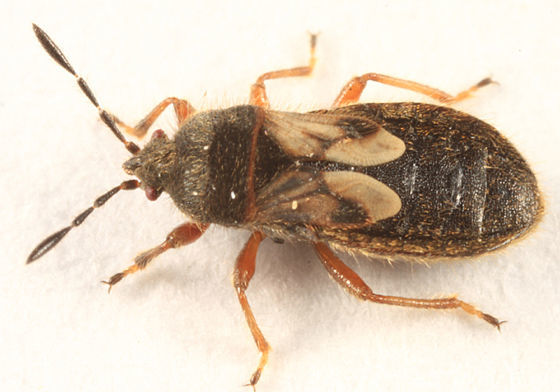 Image of Hairy Chinch Bug
