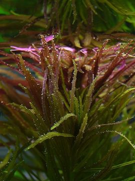 Image of Limnophila