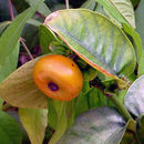 Image de Garcinia prainiana King