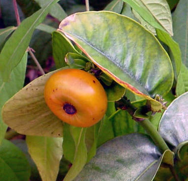 Image de Garcinia prainiana King