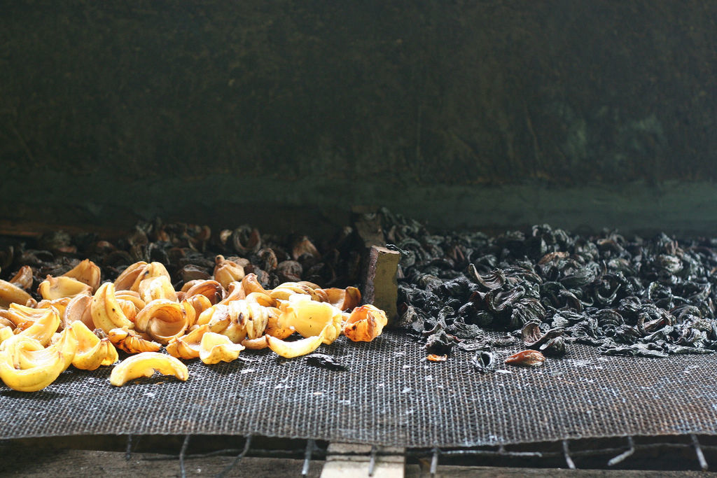 Image of Garcinia gummi-gutta (L.) N. Robson