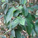 Image of Ficus coronata de Spin