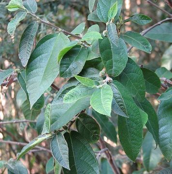 Image of Ficus coronata de Spin