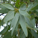 Image of Eucalyptus staigeriana F. Müll. ex Bailey